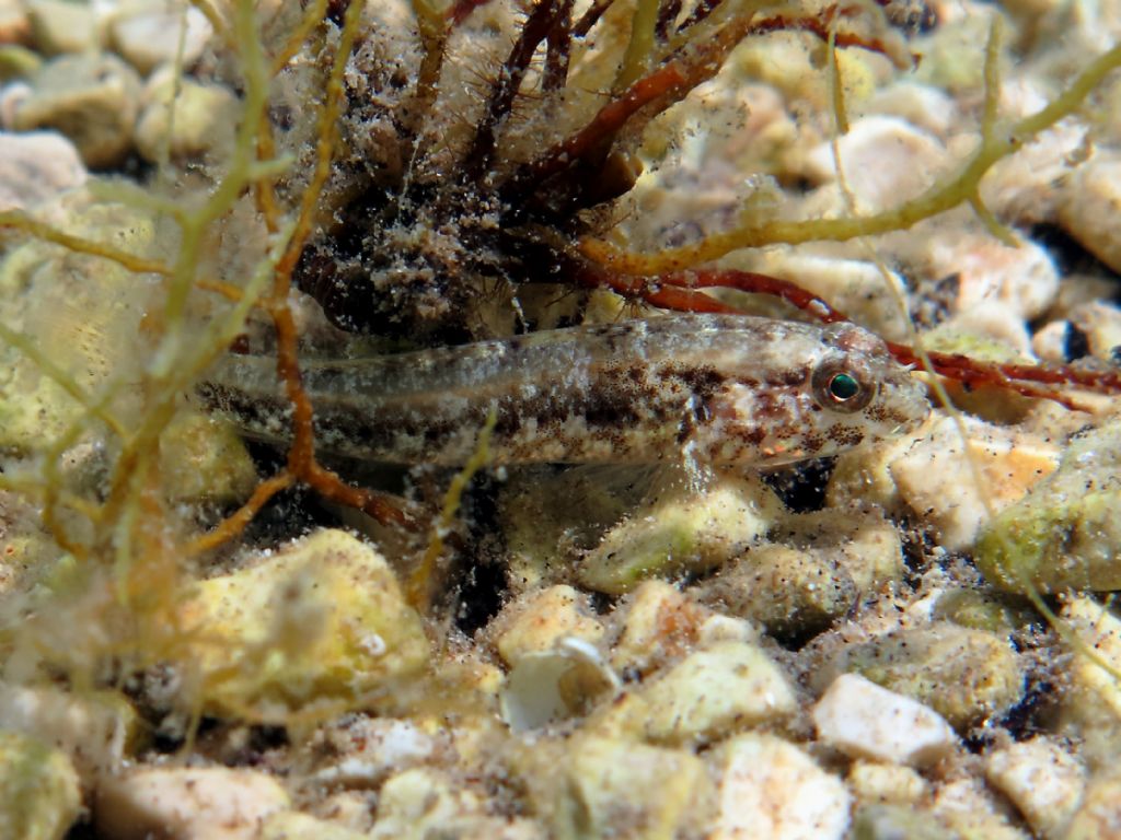 Gobius couchi da Livorno